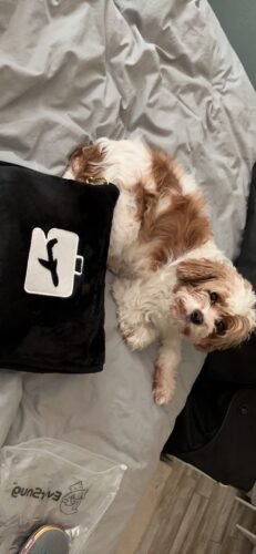 EverSnug Travel Blanket and Pillow - Ultra-Soft. Compact & Lightweight. 65x40 Inches. with Carry Case. Luggage Sleeve & Backpack Clip for Airplane Comfort (Black) photo review