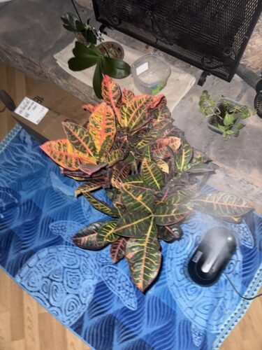 Dreo Smart Humidifiers for Bedroom. Top Fill 4L Supersized Cool Mist Humidifier with Nightlight. 32H Runtime. Touch/APP/Voice Control. 28 dB Quiet Ultrasonic Humidifiers for Large Room. Baby. Plants photo review